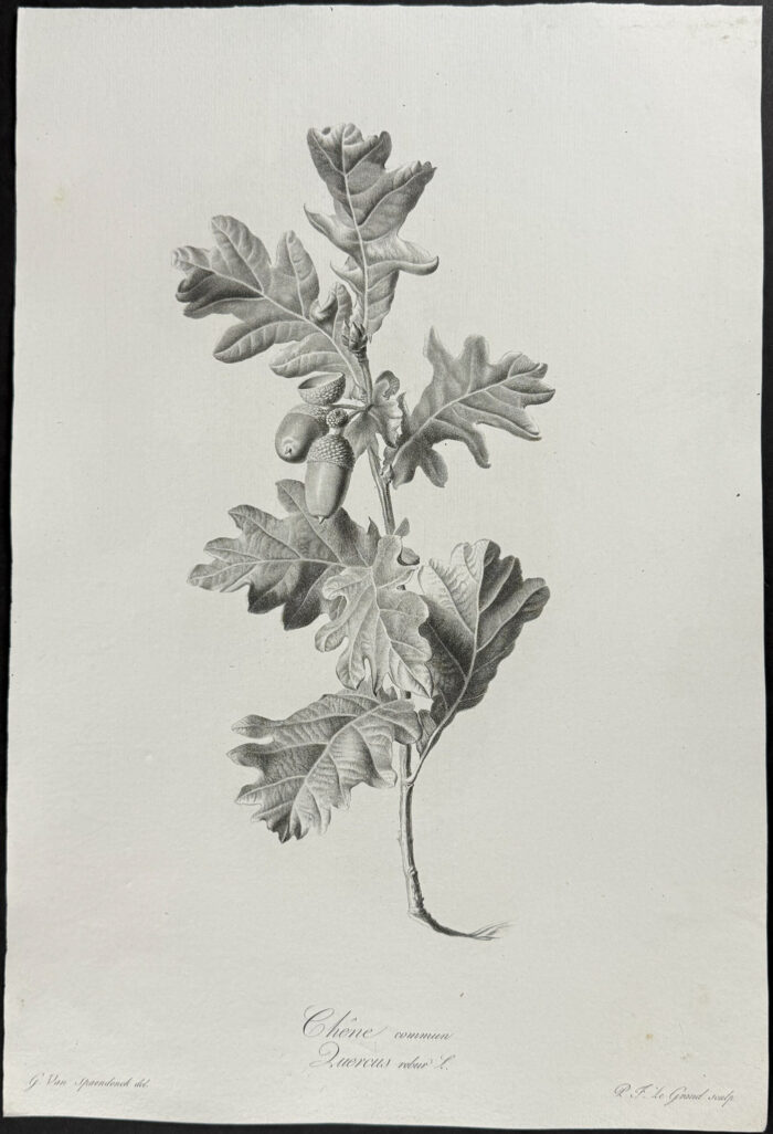 Oak Branch