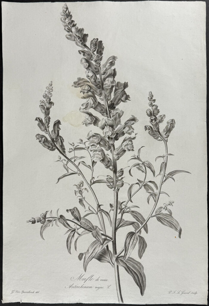 Snapdragon