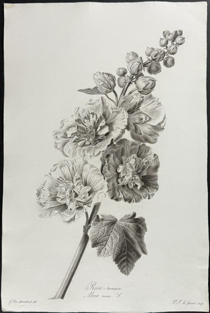 Hollyhock