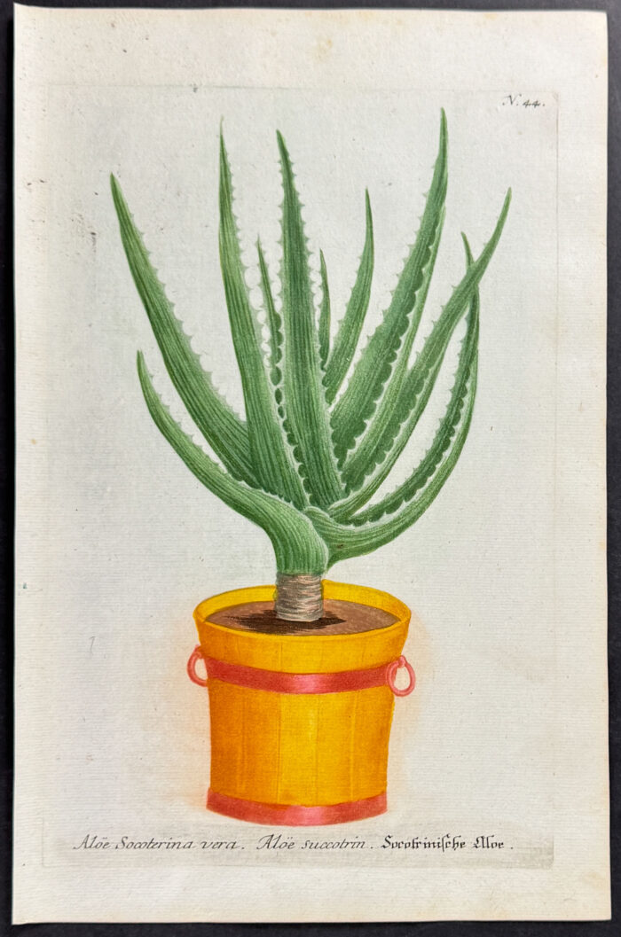 Aloe