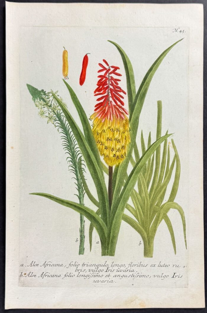 African Aloe