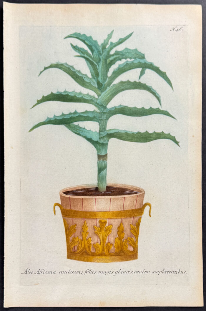 Aloe