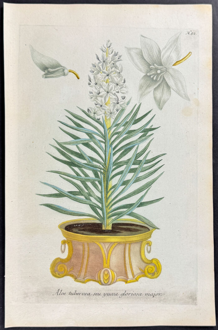 Aloe