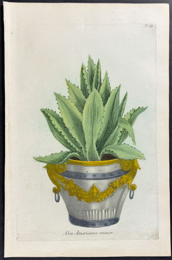 Aloe
