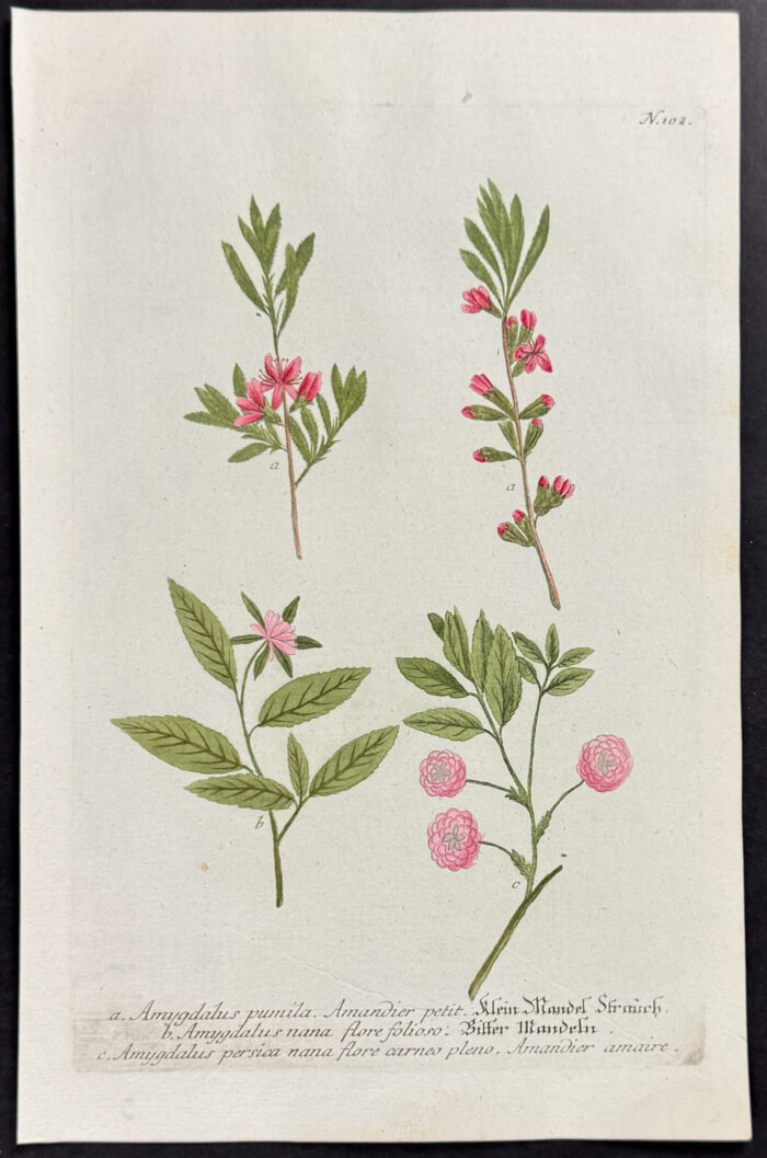 Amygdalus