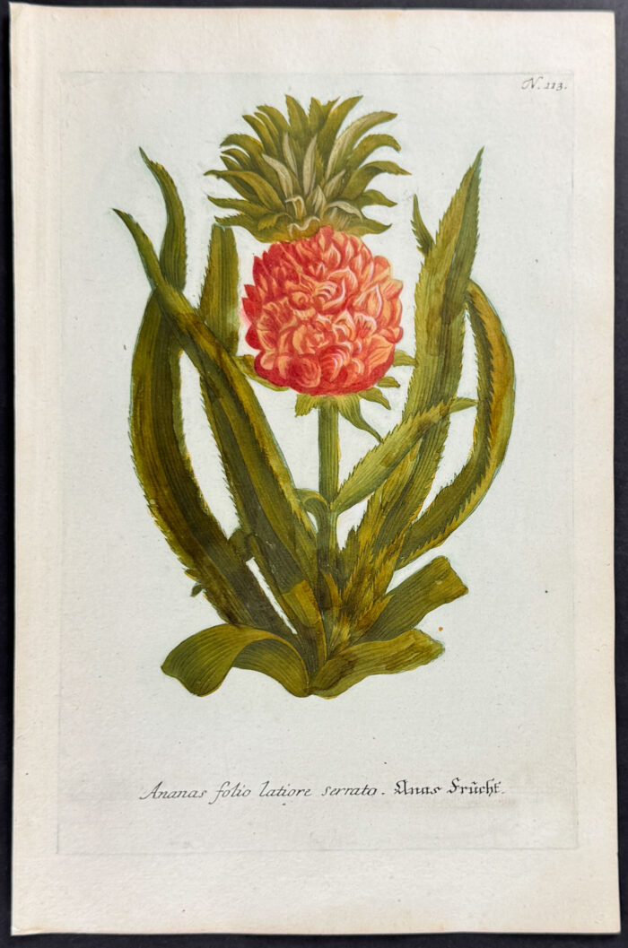Pineapple
