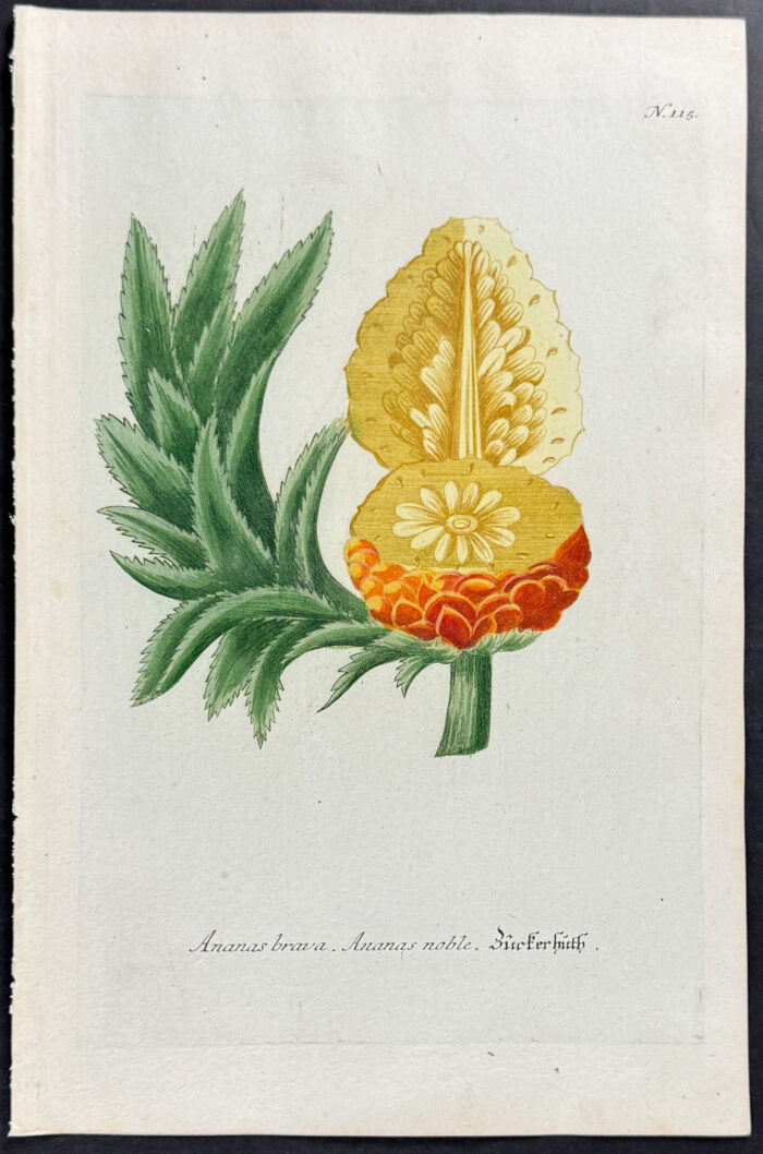 Pineapple