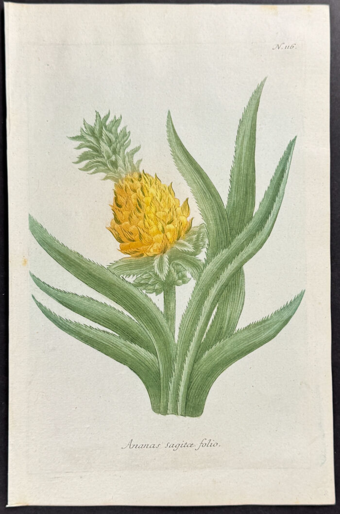 Pineapple