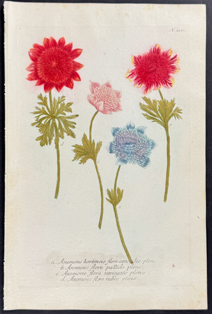 Anemone