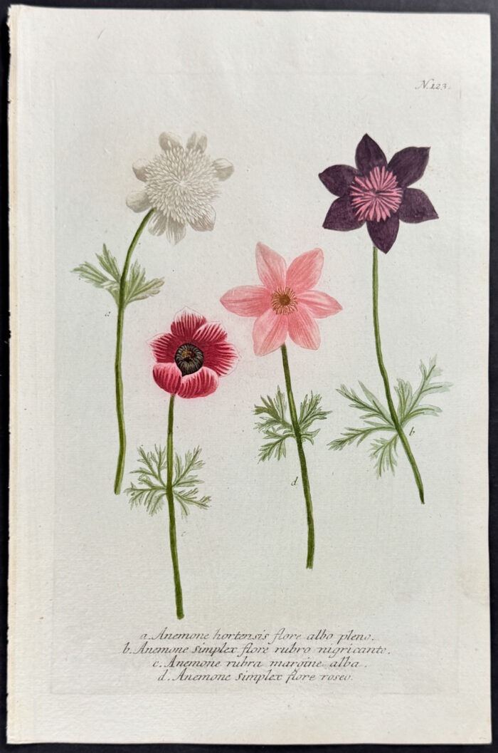 Anemone