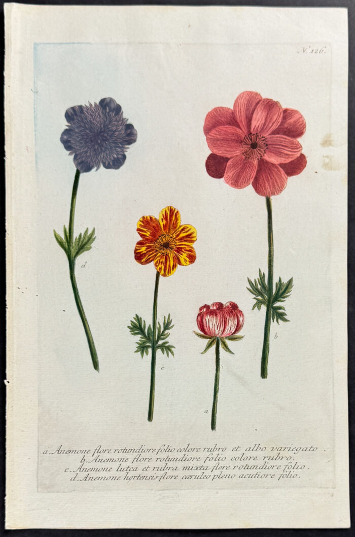 Anemone