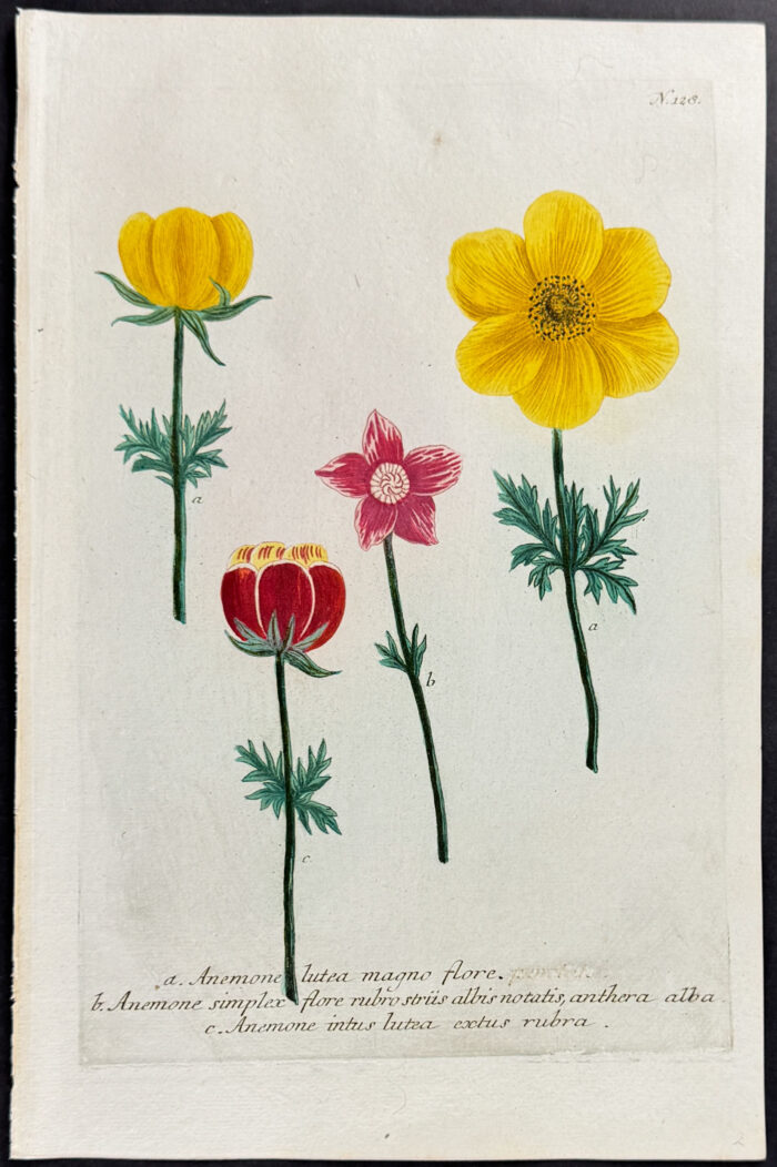 Anemone