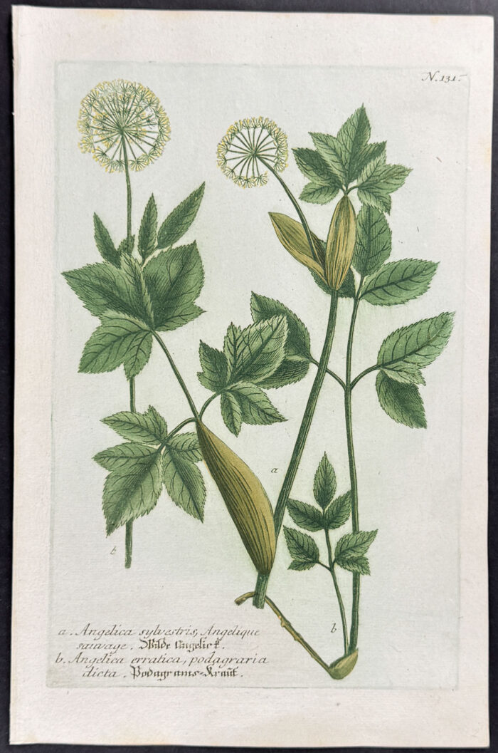 Angelica
