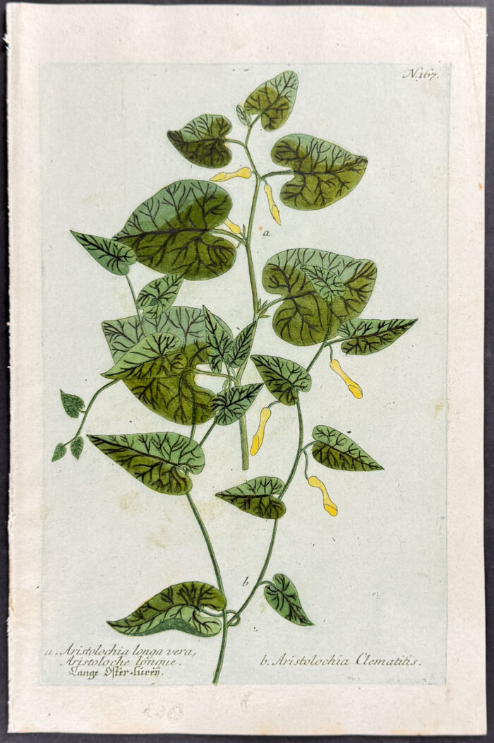 Aristolochia