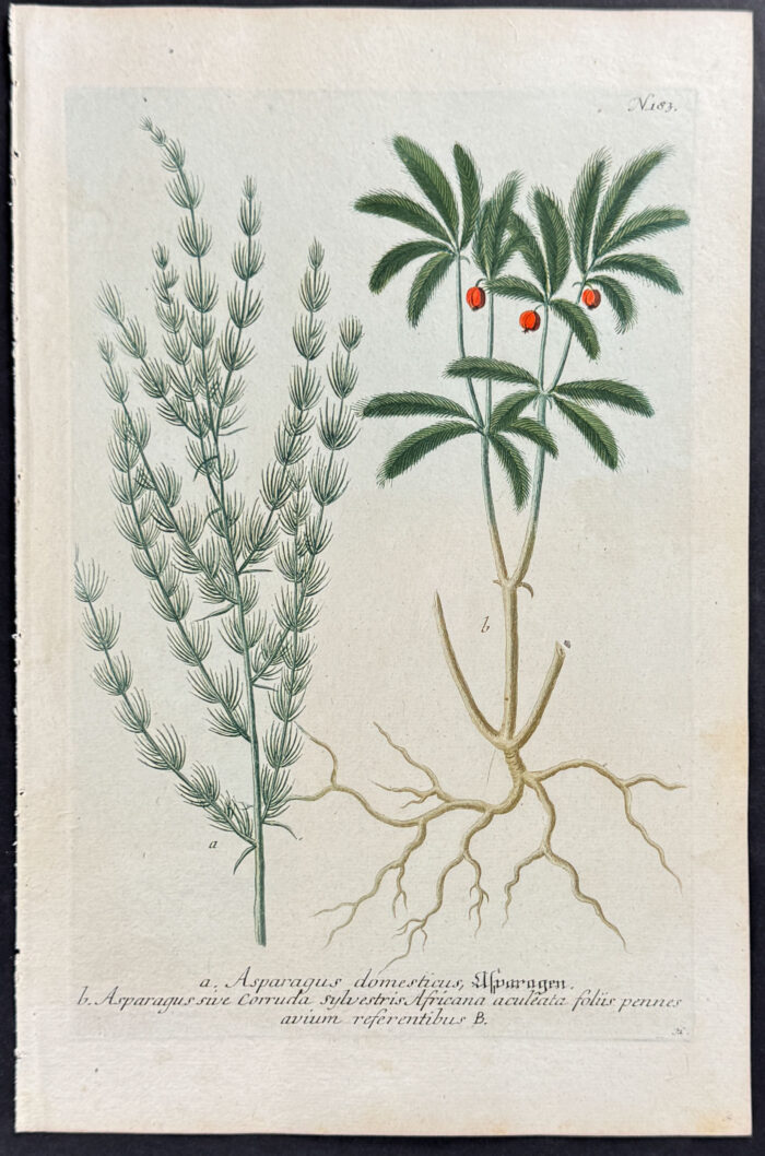 Asparagus