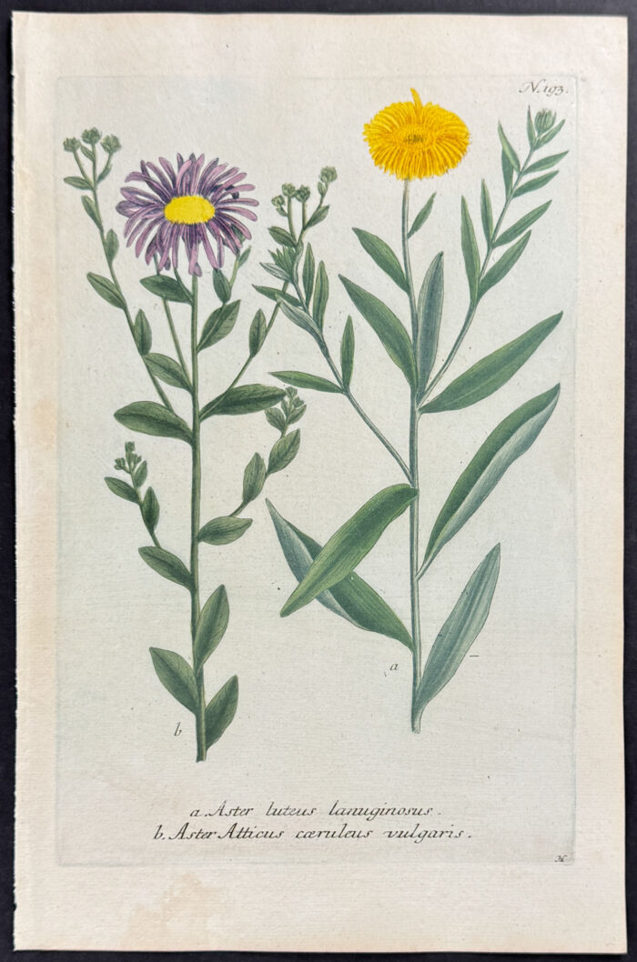 Aster