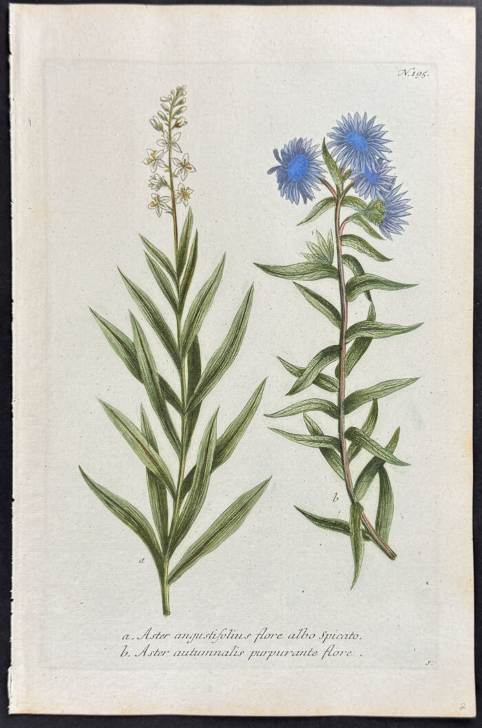 Loosestrife, Aster