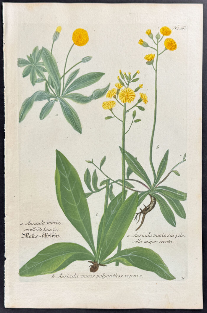 Hawkweed