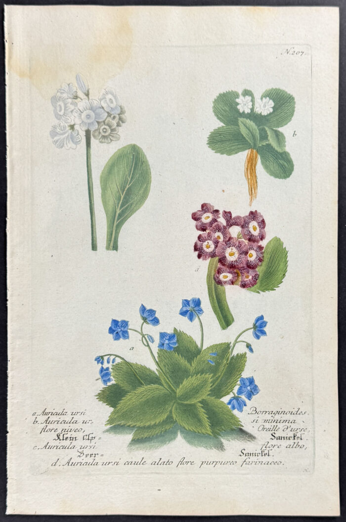 Bears-Ear, Primula