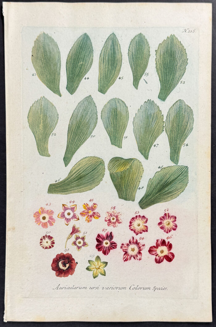 Bears-Ear, Primula