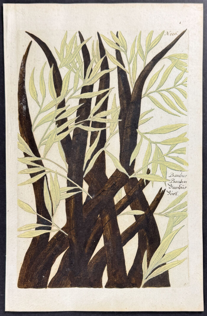Bamboo
