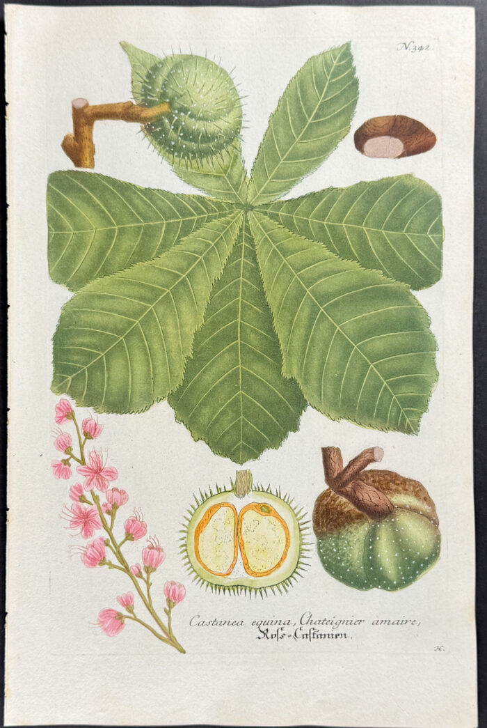 Horse Chestnut