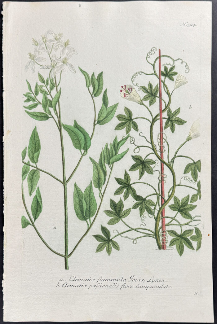 Clematis