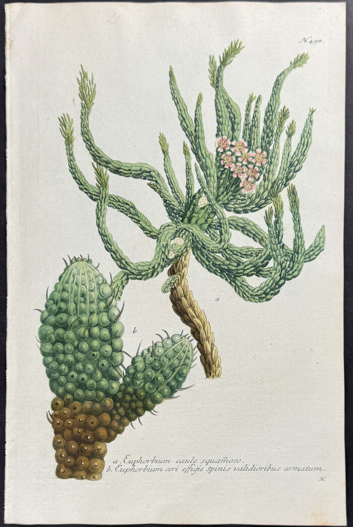 Cactus-like plant