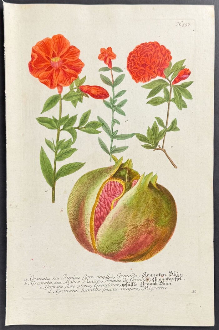 Pomegranate, Granata