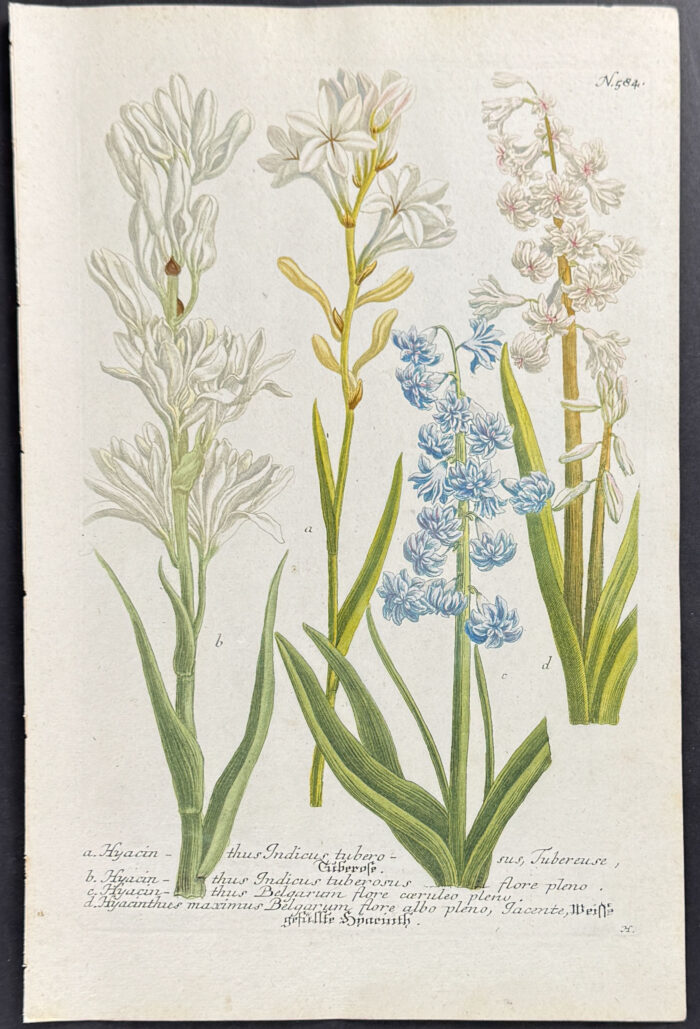 Hyacinth