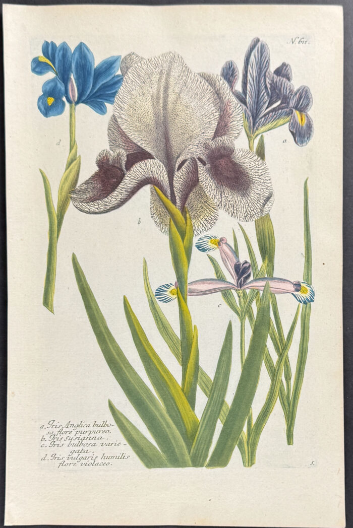 Iris