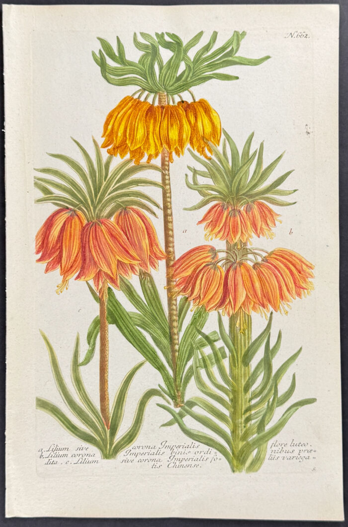 Crown Imperial Lily
