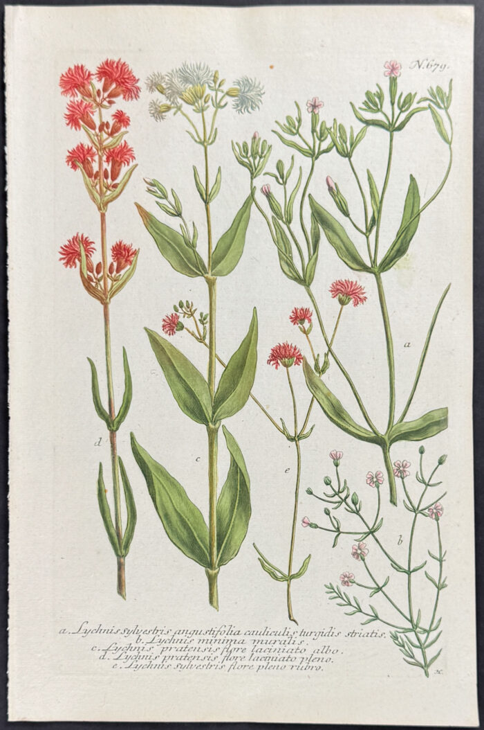 Lychnis