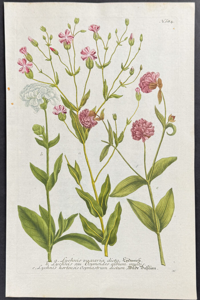 Lychnis