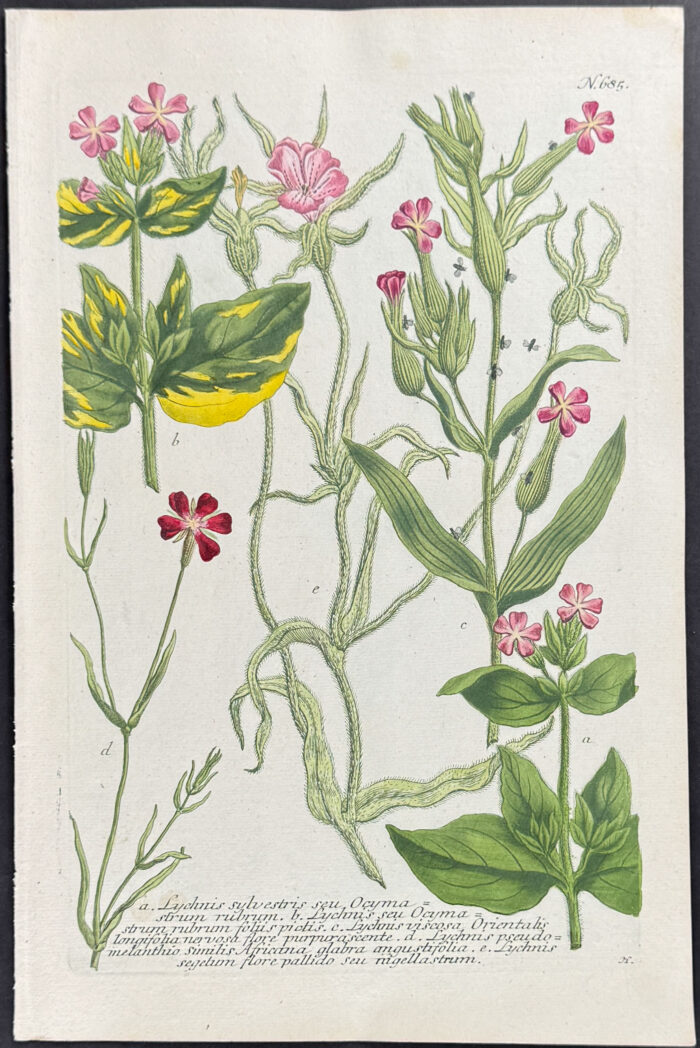 Lychnis