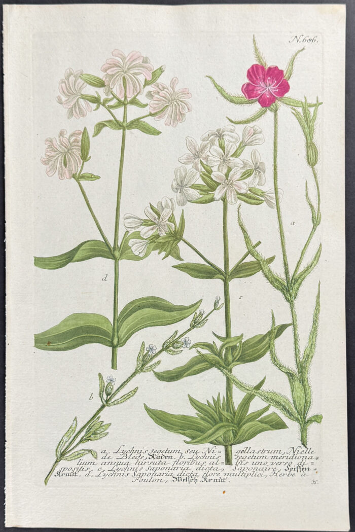 Lychnis