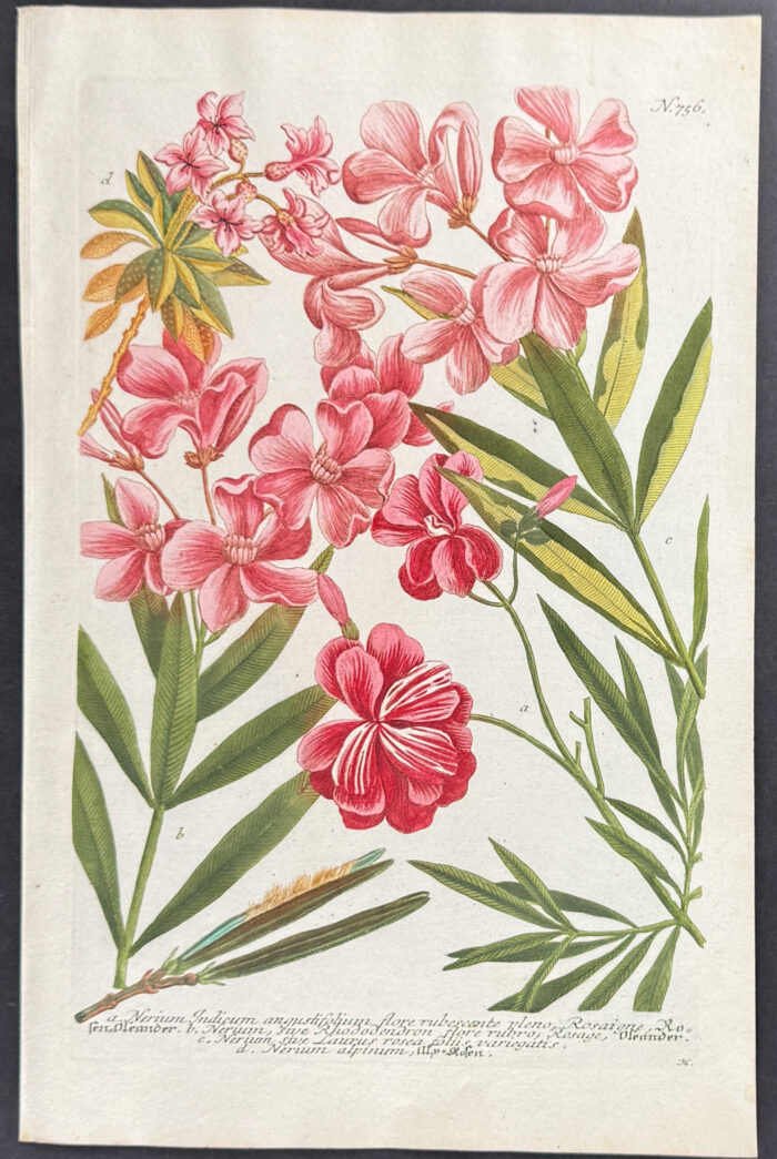 Oleander