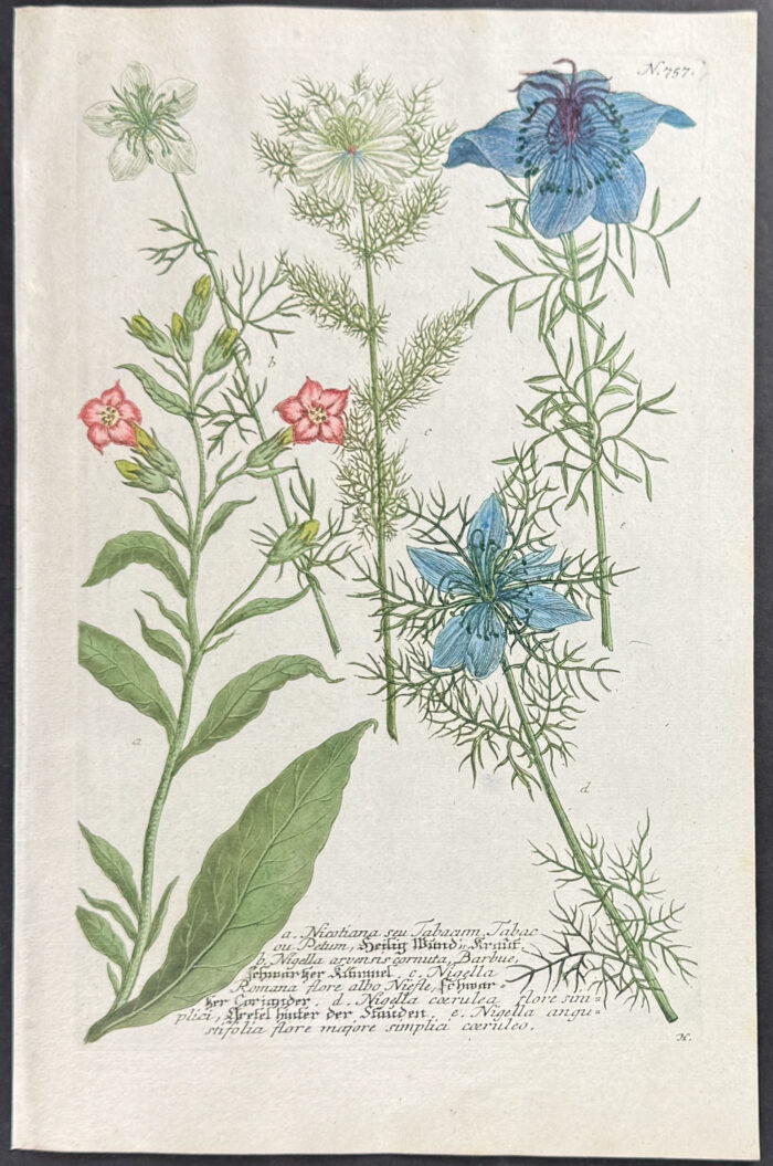 Tobacco Flower or Nicotania, Nigella