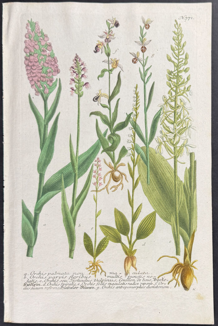 Orchid