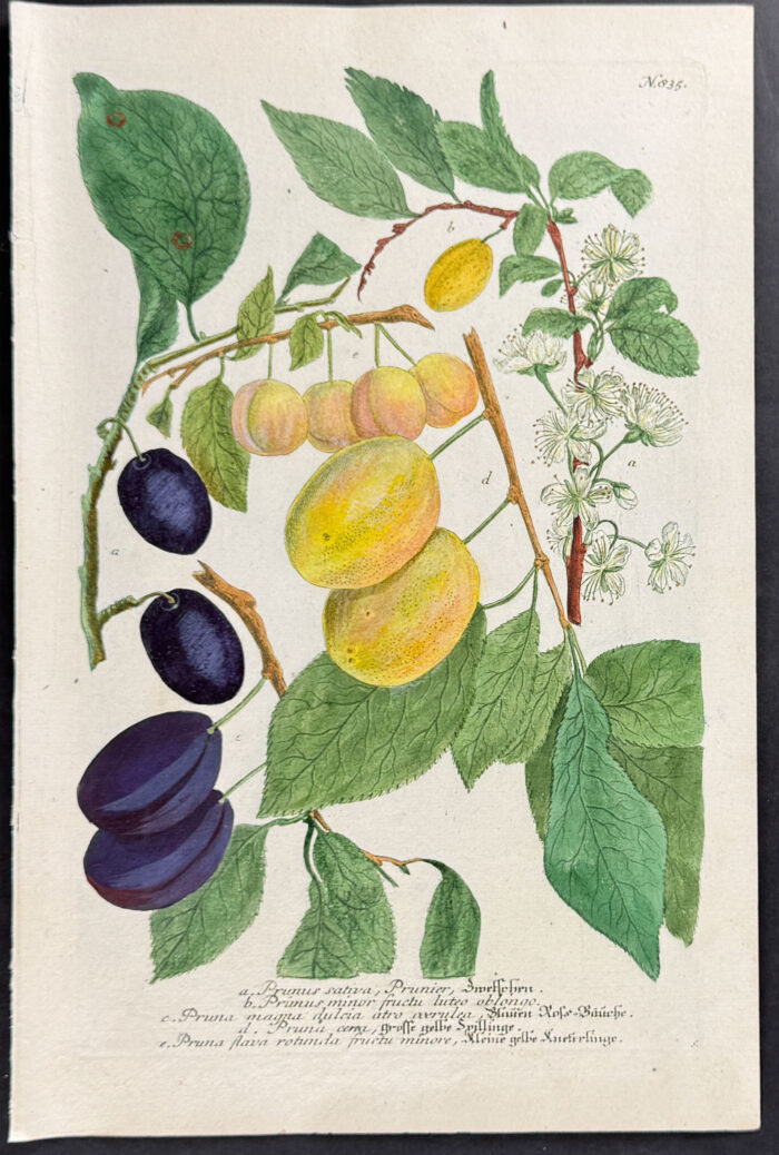 Fruit