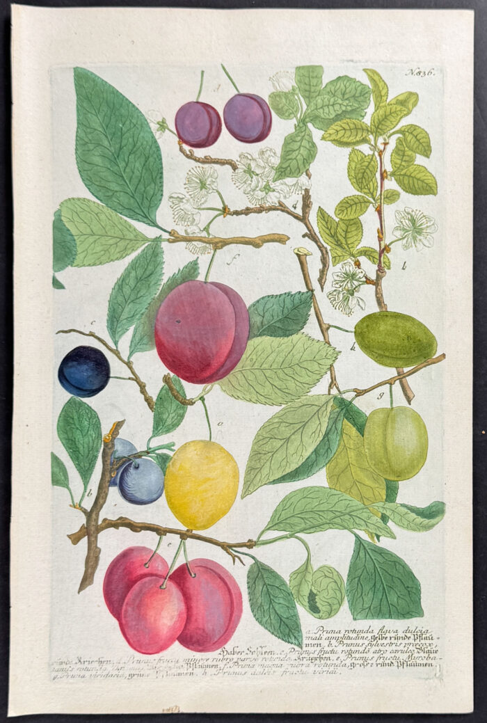 Plum Tree Branch with Fruit and Flowers