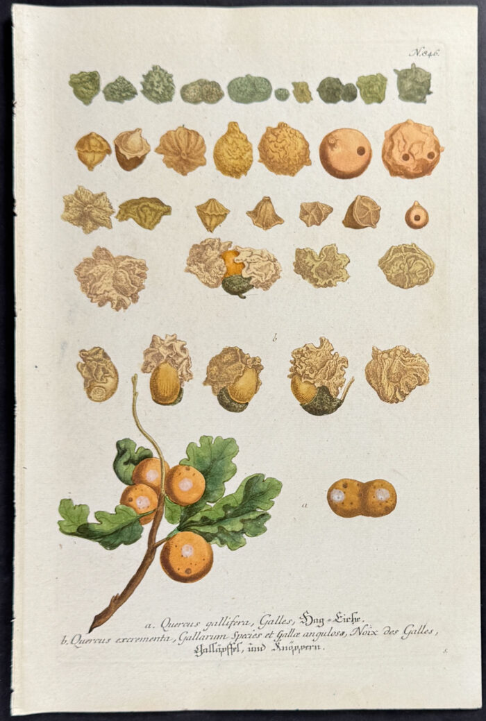 Oak