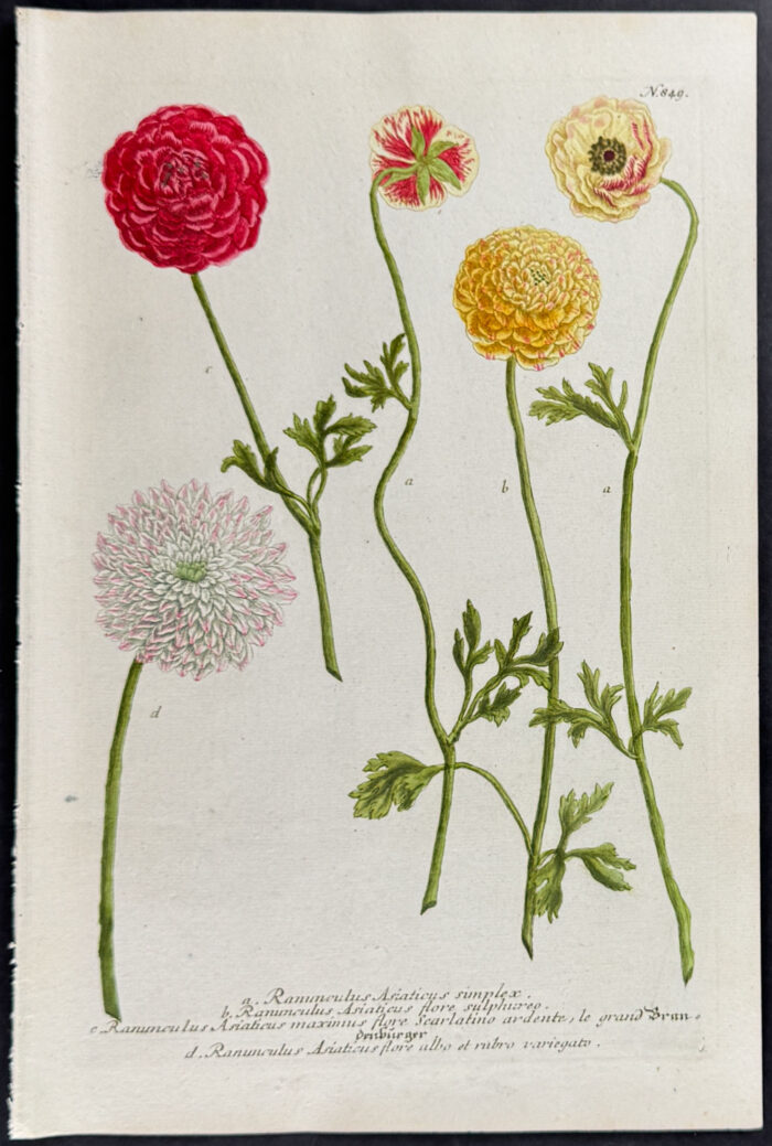 Buttercup or Ranunculus