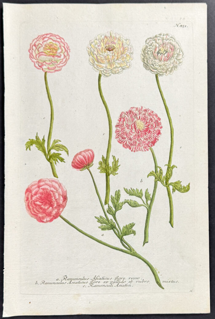 Buttercup or Ranunculus