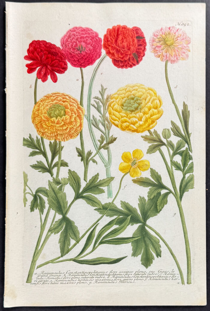Buttercup or Ranunculus