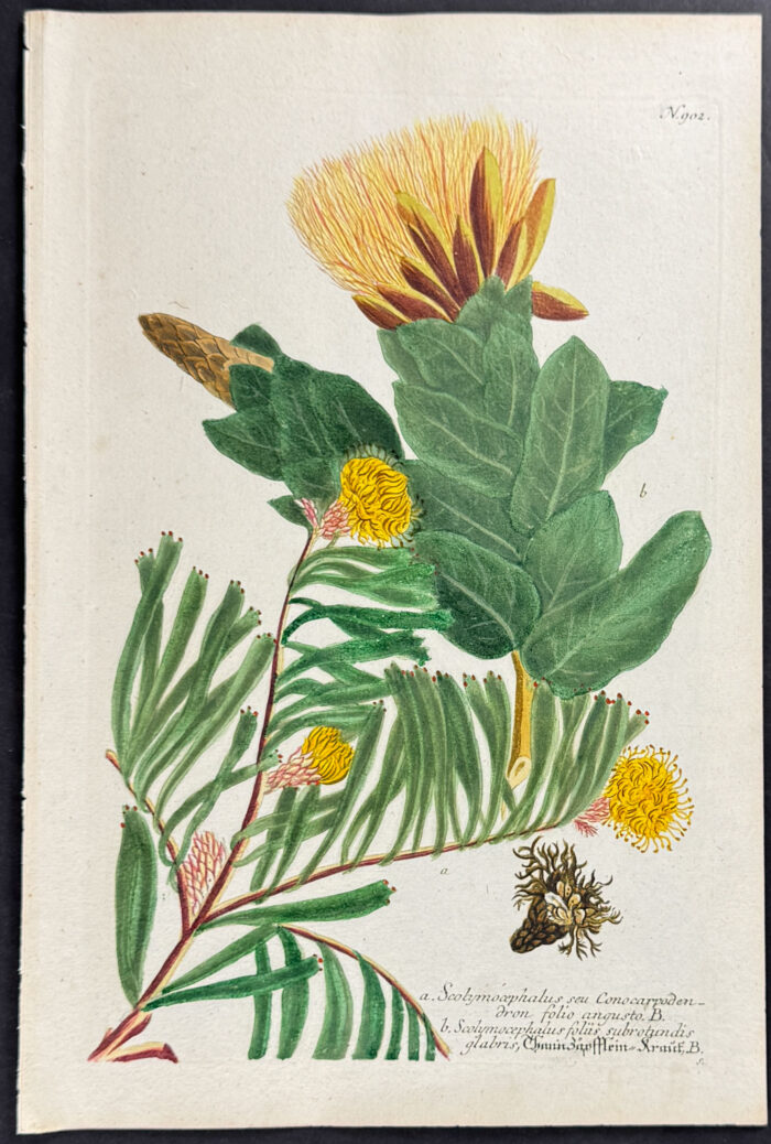 Scolymocephalus