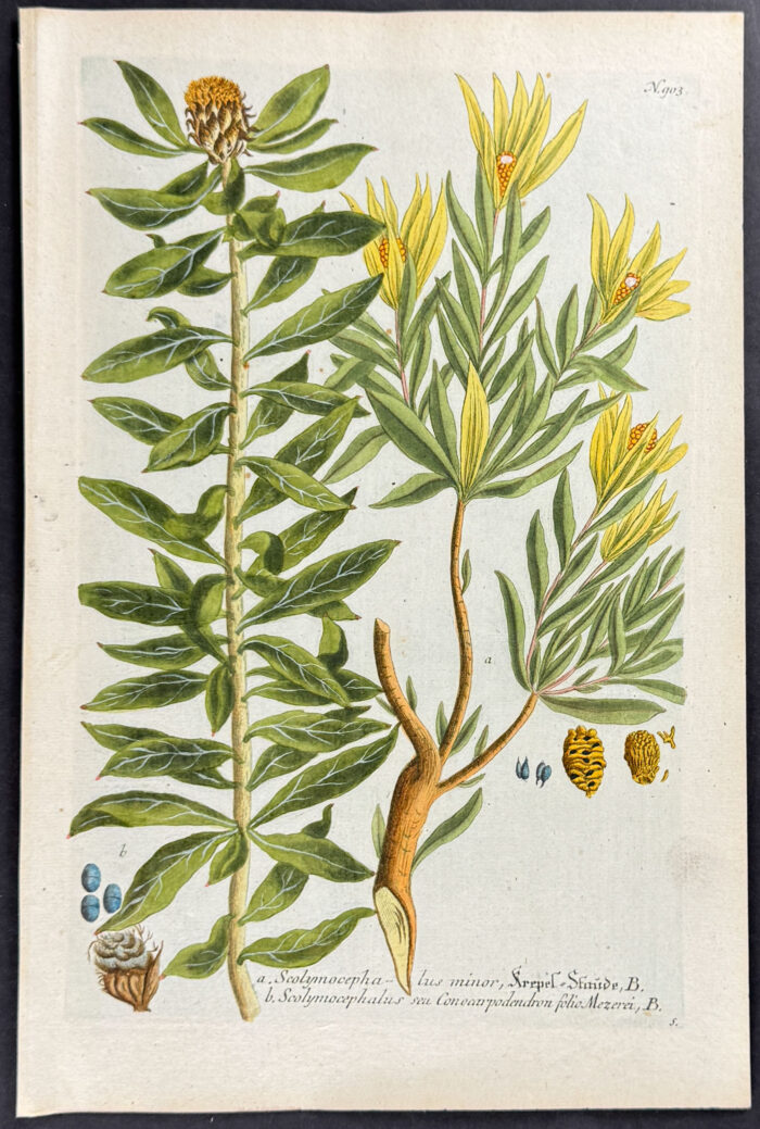 Scolymocephalus