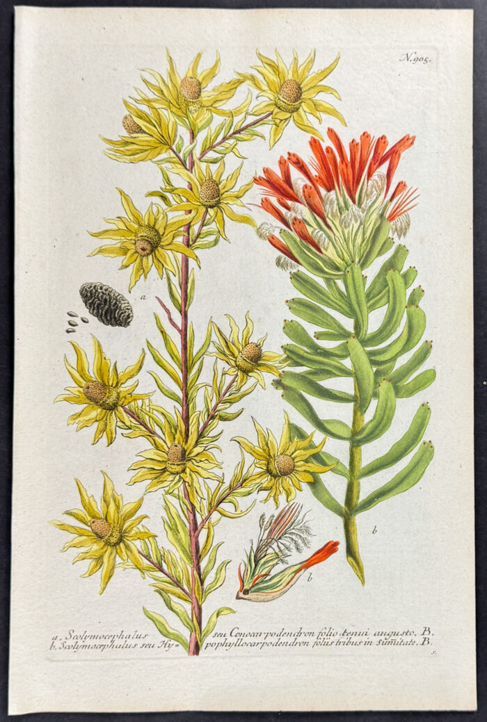 Scolymocephalus