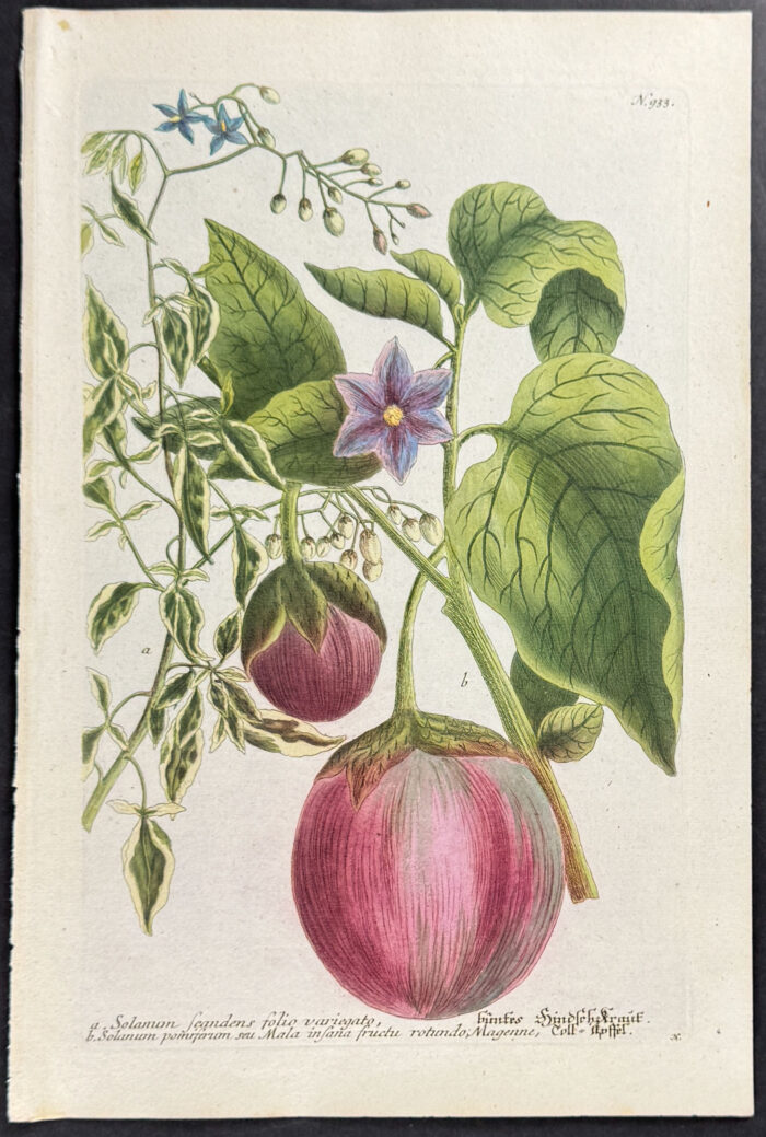 Eggplants