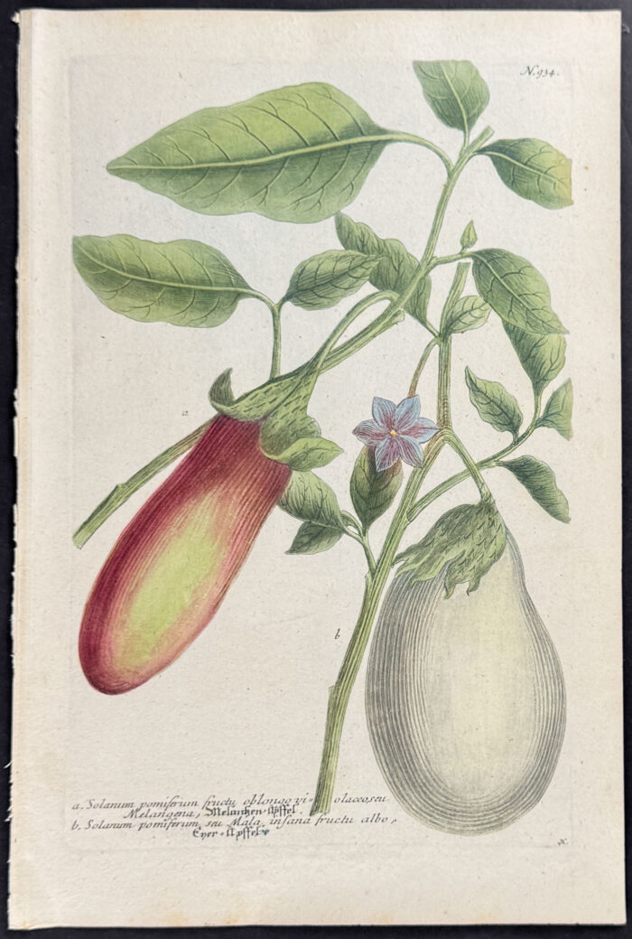 Eggplants